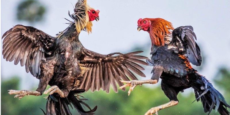 Cockfighting ga6789